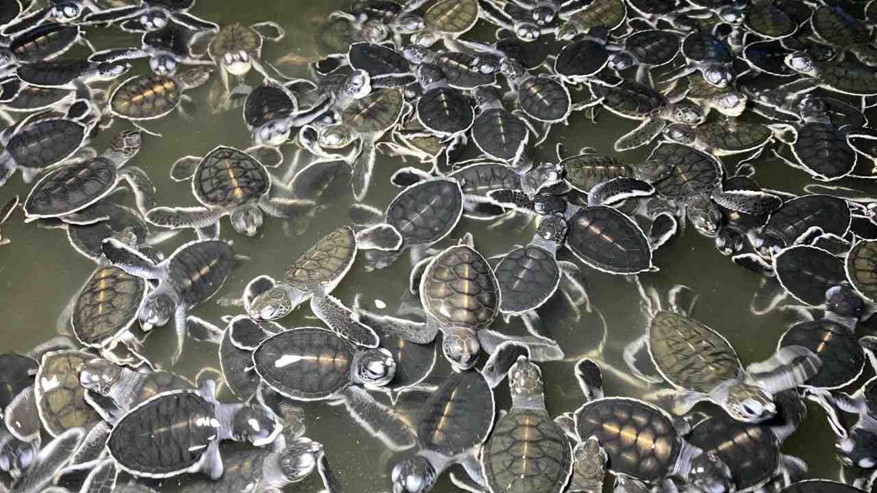 Strategi Mandiri Menjaga Penyu: Donasi Pengunjung Jadi 'Nafas' Pelestarian